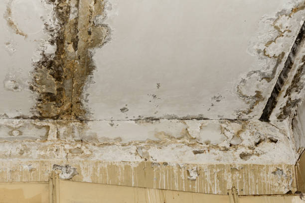 Why You Should Choose Our Mold Remediation Services in Purdy, MO